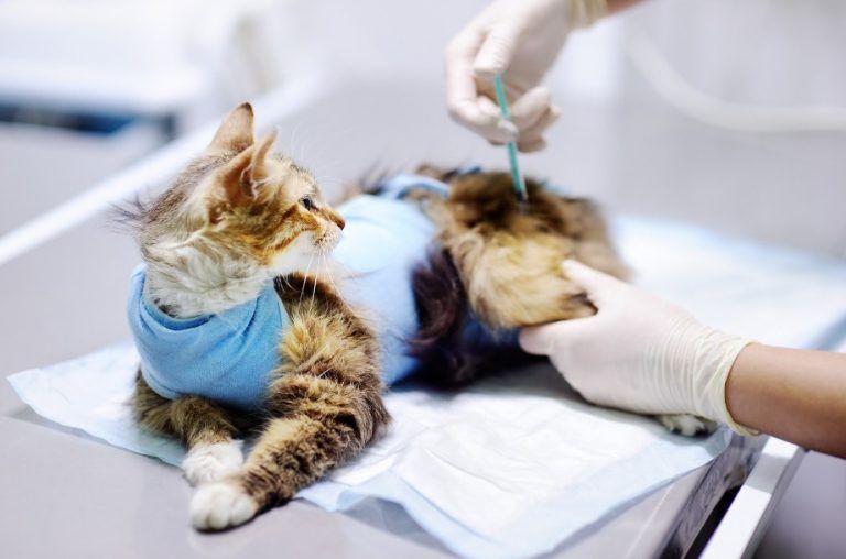 curso auxiliar veterinaria