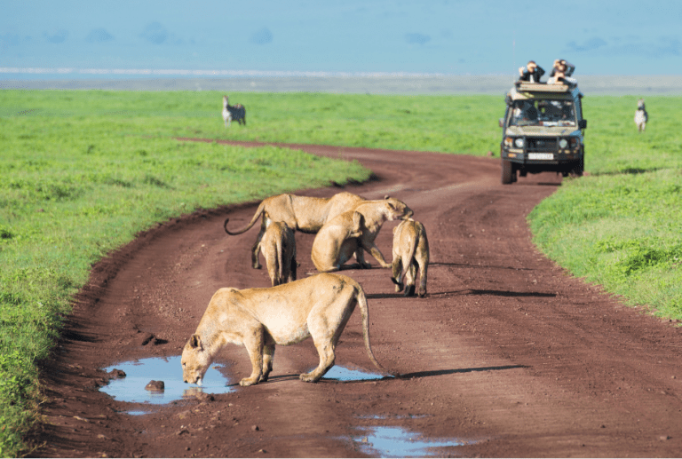 Vive una experiencia única: un safari en Tanzania safari tanzania