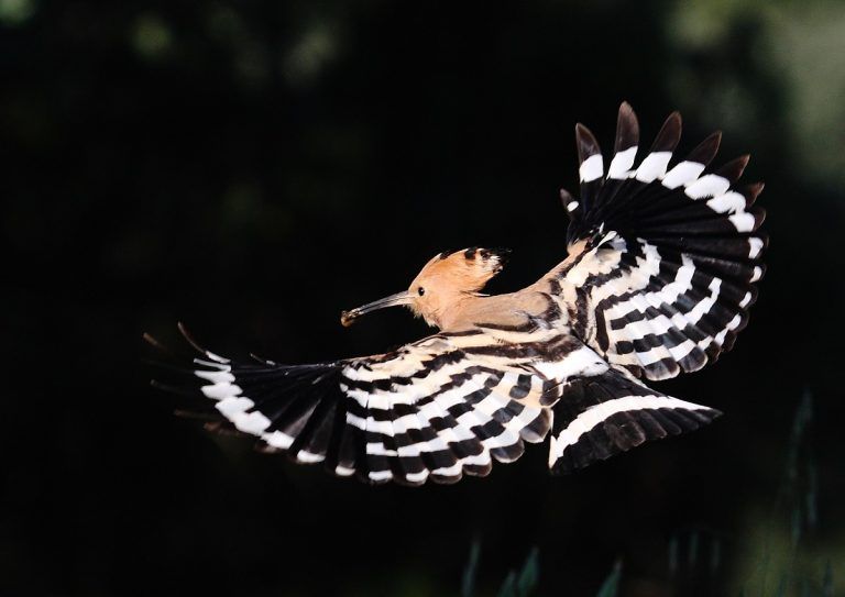 Fauna del Somontano Abubilla