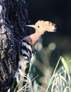 Fauna del Somontano Abubilla