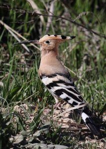 Fauna del Somontano
