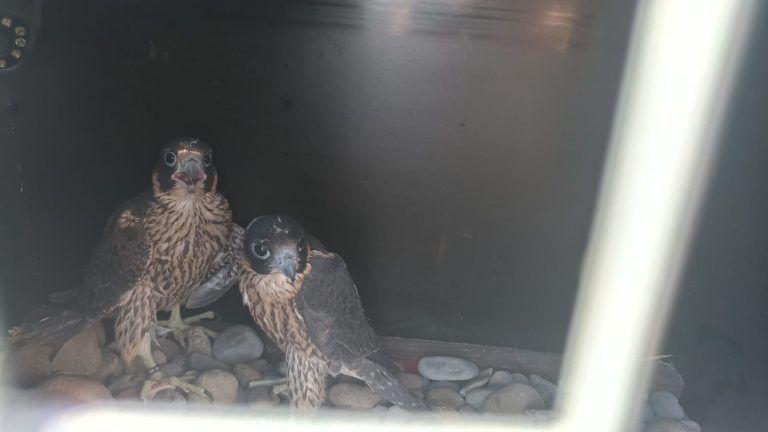 Binéfar se integra en la red de municipios con halcones urbanos para disuadir a las palomas Halcones Binéfar