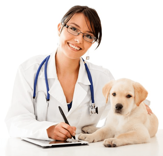 Veterinario canino: especialista en el cuidado de la salud animal veterinario