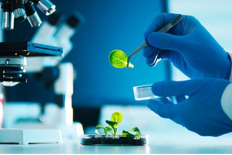 El futuro de la biotecnología en la industria alimentaria biotecnologia