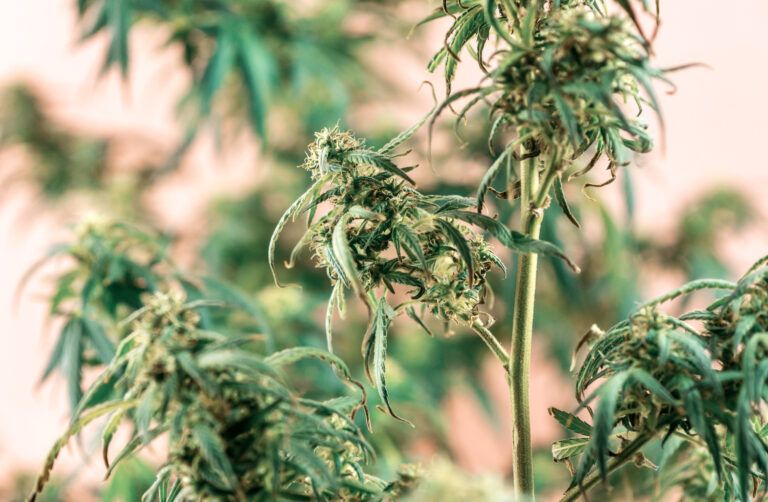5 diferencias entre HHC-P y THC TCH