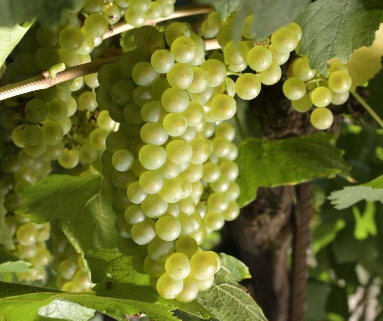La uva blanca Chardonnay abre la vendimia 2024 en Somontano vendimia Somontano 2024