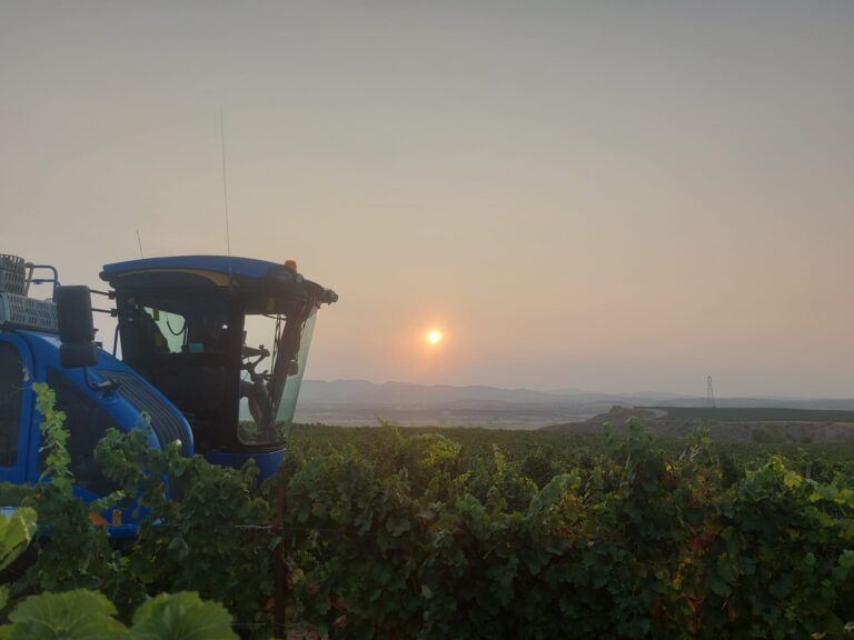 Bodega Sommos inicia la vendimia con novedades para optimizar la calidad de sus uvas Bodega Sommos
