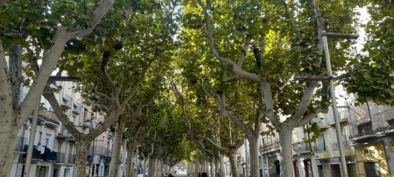 Barbastro completará el arbolado del Paseo del Coso e iniciará la plantación en el Polígono Valle del Cinca plantación arbolado Barbastro