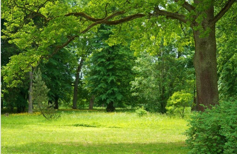 Descubre el encanto del Somontano: Una región llena de historia, naturaleza y cultura descubre somontano