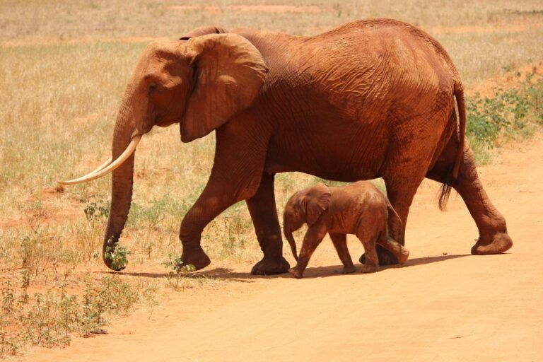 Safari en Tanzania: lugares que elegir y cómo organizarlo Safari Tanzania
