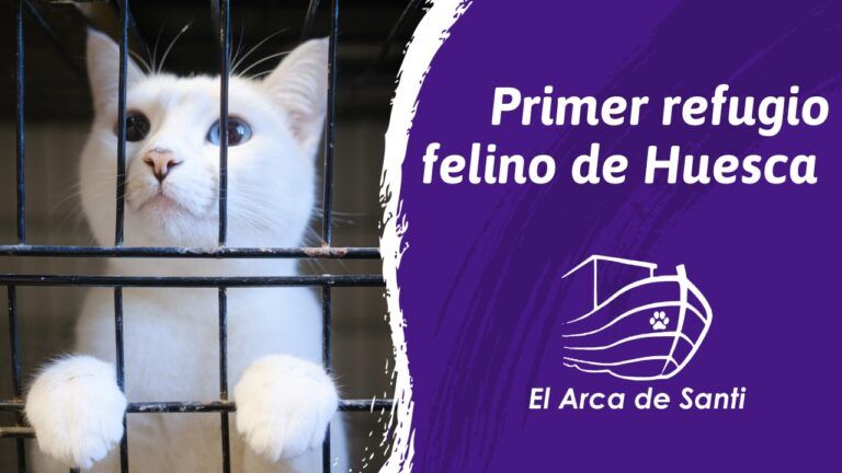 El Arca de Santi lanza una campaña de recaudación para construir un refugio de gatos Arca Santi