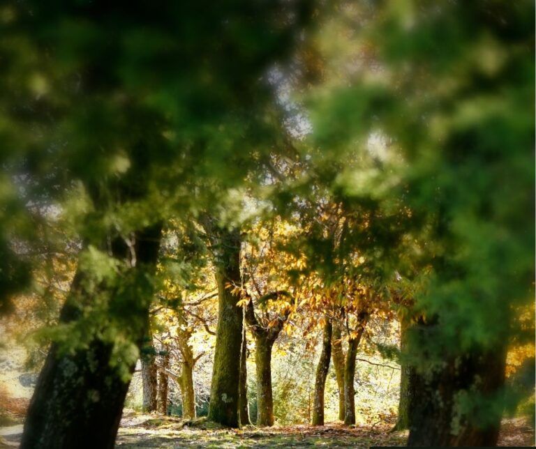 El encanto de la Comarca del Somontano: Un viaje a la historia, cultura y naturaleza de Aragón somontano naturaleza
