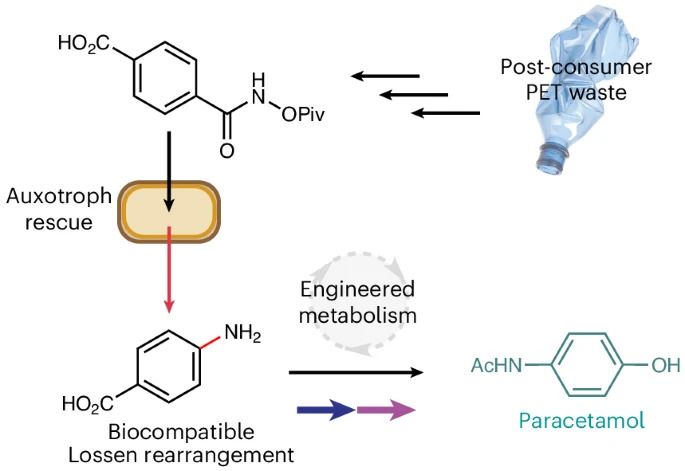 Científicos logran modificar la bacteria E. coli para convertir plástico residual en componente de analgésico bacteria E. coli