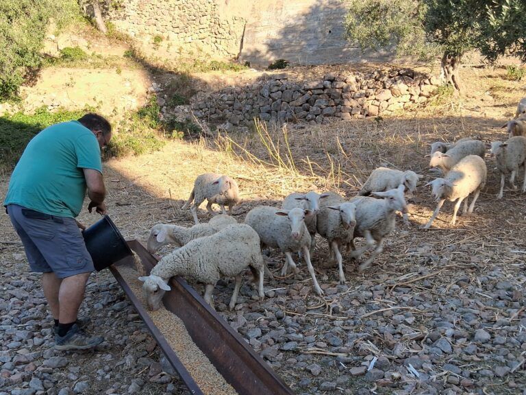 Saborea Guara Somontano fomenta la prevención de incendios con las ovejas como aliadas Ovejas en Alquézar.