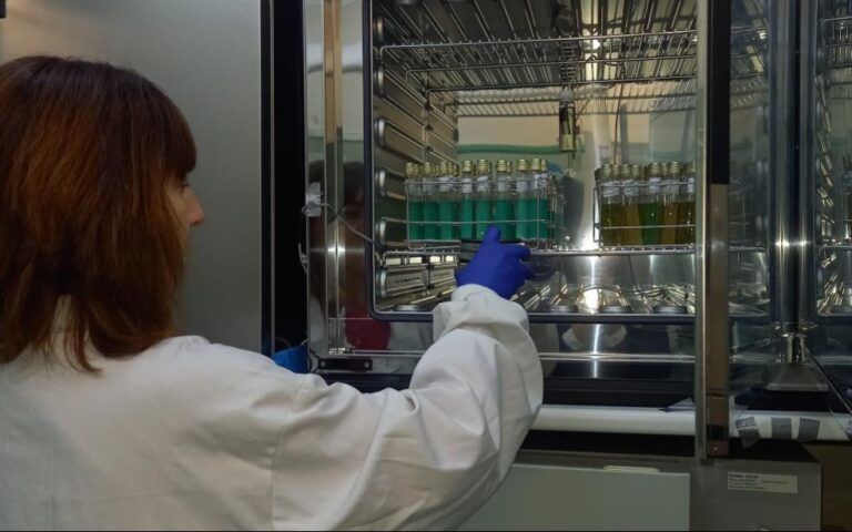El estudio genético confirma que el origen del brote de salmonelosis en Barbastro fue el tomate triturado de las tostadas La investigación se ha cent