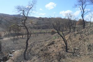 recuperar bosques tras incendios