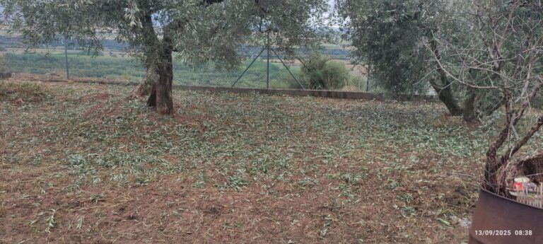 El granizo golpea, parte del Somontano, con graves daños en el olivar de las zonas afectadas granizo somontano