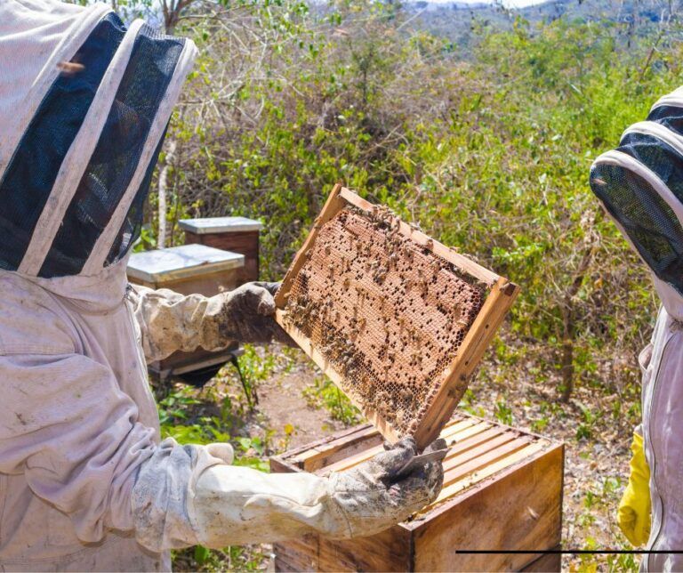 La apicultura como seguridad alimentaria y biodiversidad natural