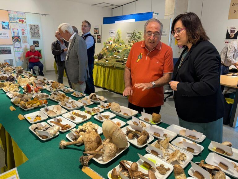 El mundo de las setas toma Binéfar del 12 al 14 de octubre con la XXIX Exposición Micológica binéfar setas
