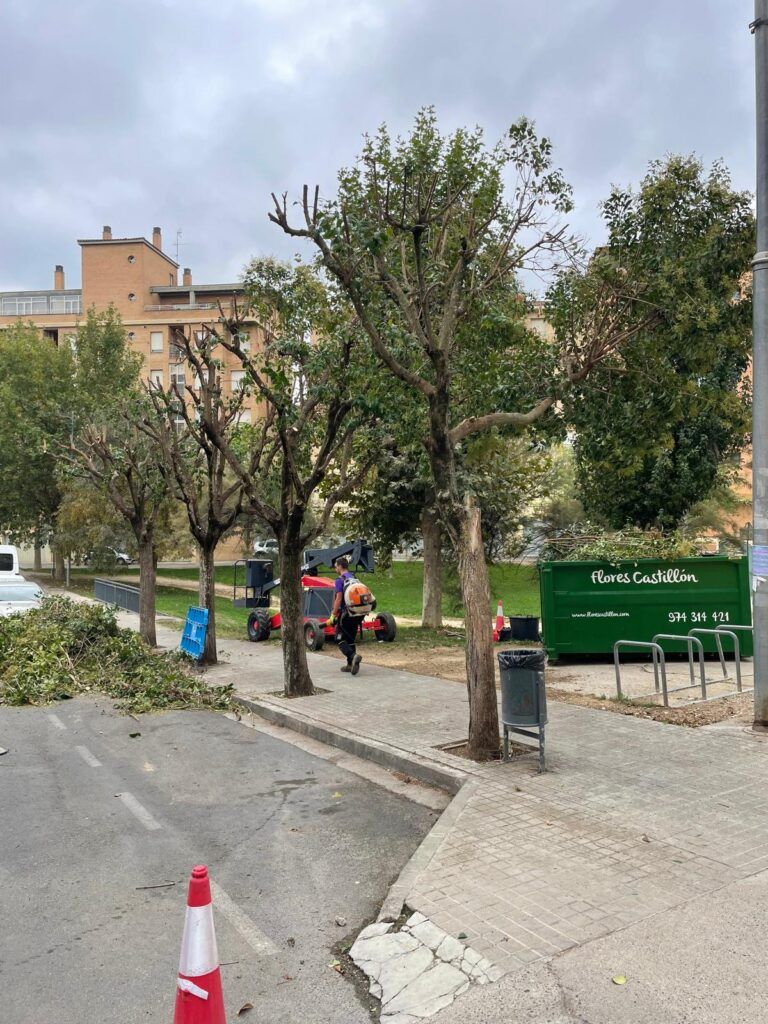 El Ayuntamiento interviene en las copas de 164 árboles para acabar con las afecciones que el desarrollo de éstas generan en fachadas e infraestructuras poda árboles barbastro