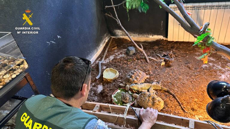 Intervenidos cerca de 500 animales exóticos protegidos en un falso refugio de Ávila tráfico animales exóticos