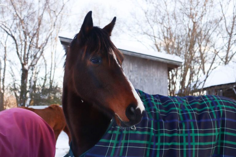 Cómo elegir la manta adecuada para tu caballo