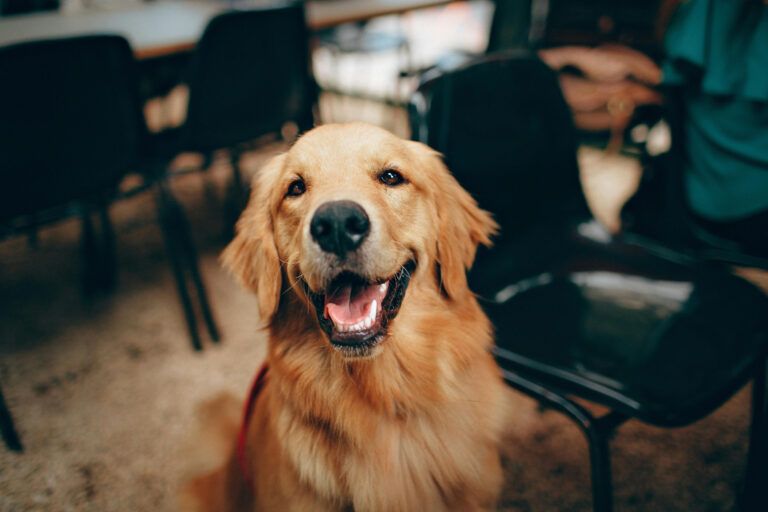 Protege a tu mejor amigo: las claves para cuidar a tu perro y garantizar su bienestar