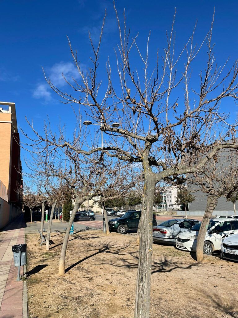 En marcha la poda del arbolado urbano en Barbastro Poda de arbolado.