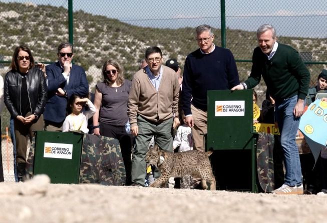 Aragón vuelve a tener lince ibérico tras décadas de ausencia lince ibérico aragón