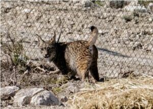 lince ibérico aragón