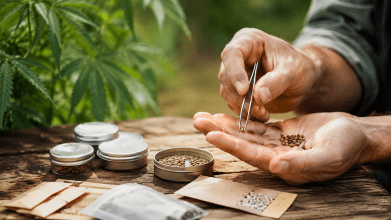 Elegir semillas para exterior sin comprar a ciegas semillas marihuana exterior