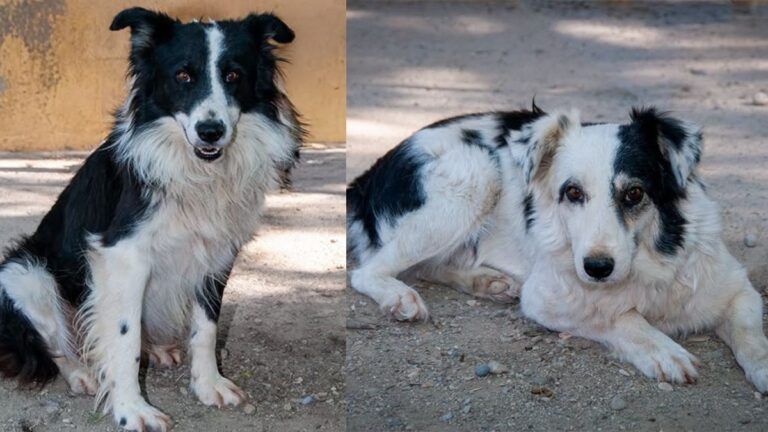 Dara y Melek: Adopción urgente de dos perros en Monzón tras tres años sobreviviendo en el polígono Las Paúles ara y Melek, perros adopción Monzón rescatados del polígono Las Paúles. Necesitan finca o terreno vallado.