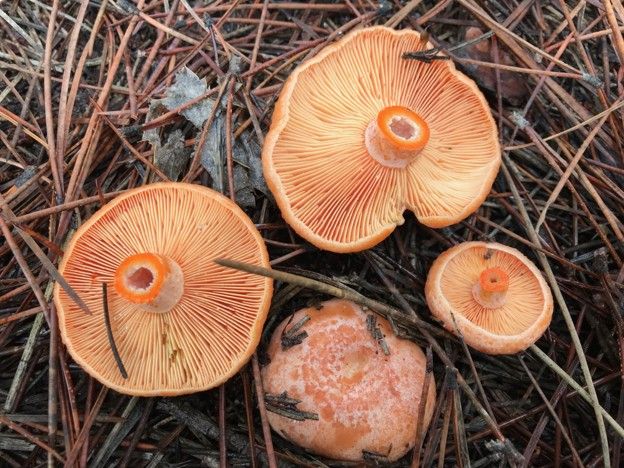 Setas en el Somontano 2026: dónde ir este otoño y cómo acertar el día Robellones (Lactarius deliciosus) en un pinar de Huesca.