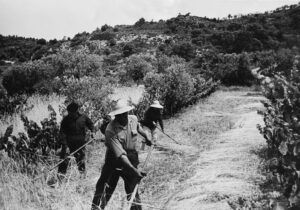 Tres personas realizando trabajos agrícolas tradicionales en un campo, en una imagen de la exposición Lo silenzio que conta.